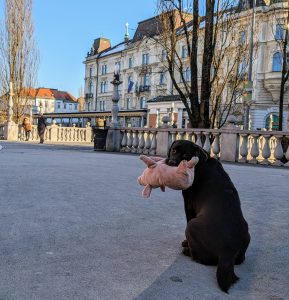 Labrador Puck met knuffel in Ljubljana 