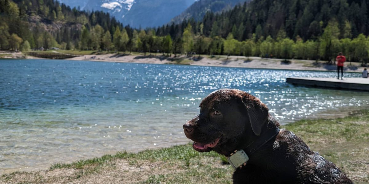 Hond in Slovenië