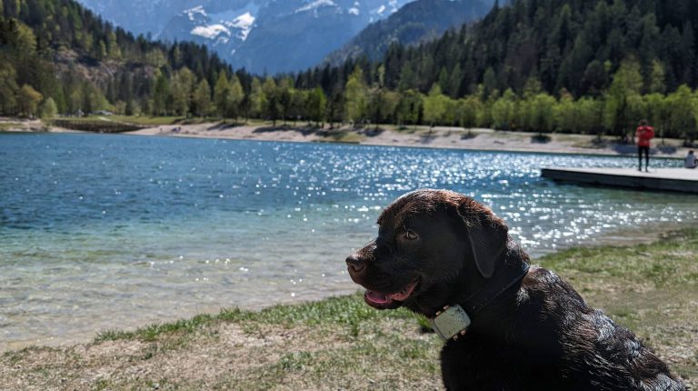 Hond in Slovenië